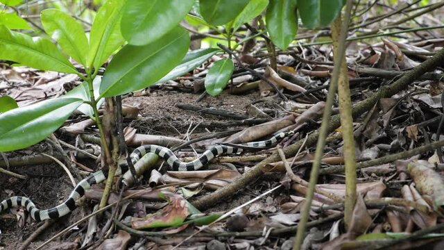 Sea snake moving along leaves and branches 