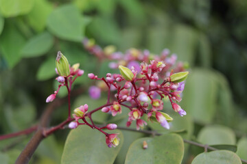 Close up of starfruit star fruit flower, averrhoa carambola