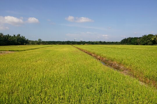 Scenic View Of Agricultural Field Against Sky © mohd bakri husain/EyeEm