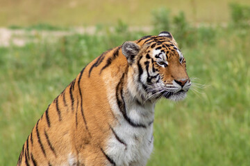 Amur tiger in the wild
