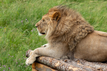 Lion in the grass
