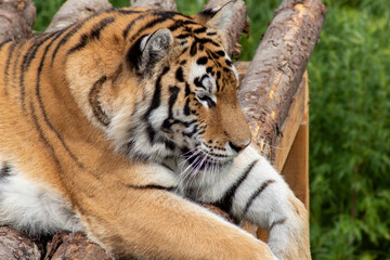 Amur tiger