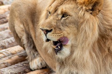 Fototapeta na wymiar Portrait of a lion