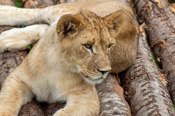 Obraz premium Portrait of a lioness