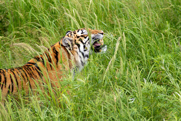 Amur tiger in the wild