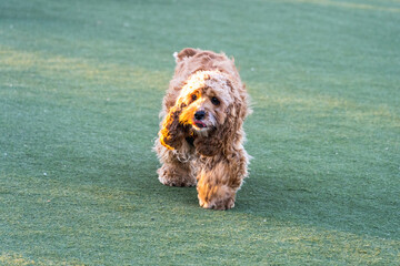 Dogs playing in Dog Park