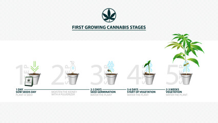 Stages of cannabis seed germination from seed to sprout, the growing season of cannabis, first growing cannabis stages, guide of growing cannabis