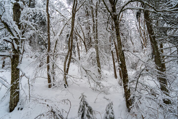 Schneeschuhwandern am Klippeneck Spaichingen
