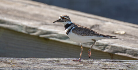 Killdeer Bird
