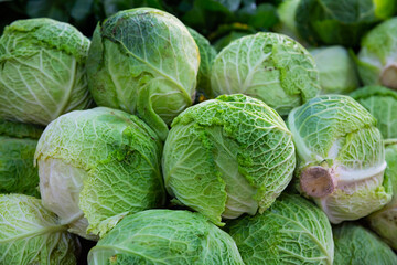 Fototapeta premium Fresh cabbage heads as background. Closeup view of organic leafy vegetables