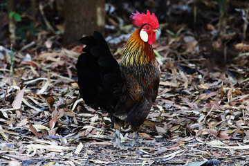 Female chicken in the forest