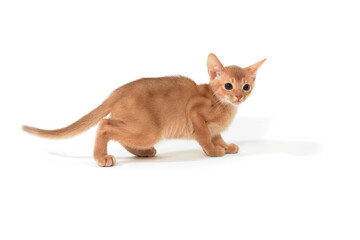 ginger purebred kitten on a white background
