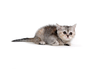 Purebred kitten on a white background