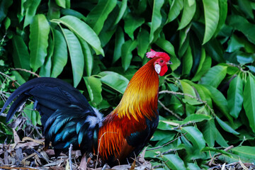 Male chicken in the forest