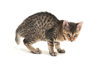 Purebred smooth-haired kitten on a white background