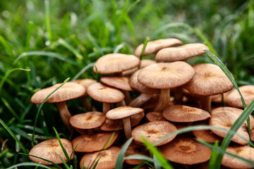 Closeup of group of brown mushrooms in the grass, forest mushroom background