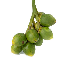 Fresh Areca nut palm or Betel nut palm (Areca catechu Linn.) isolated on white background.
