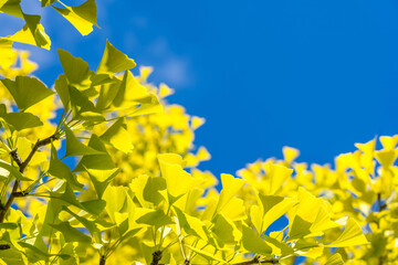青空と黄色い銀杏の葉