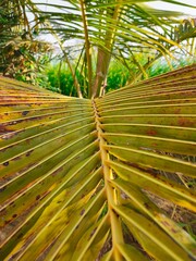 A green lady palm leaf closeup with greenish blurred background 