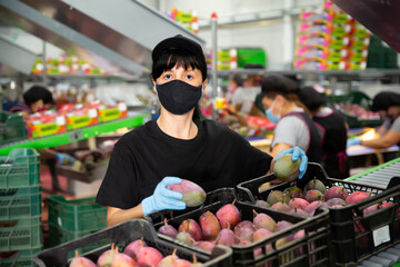 Ordinary woman during packing mango to crates at factory, checking quality of fruits