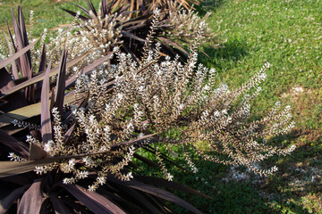Closeup of the cabbage palm flowers in the garden