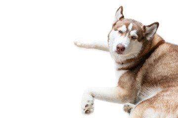 A brown-white female Siberian husky is lying and facing the camera making a funny face on a white background.