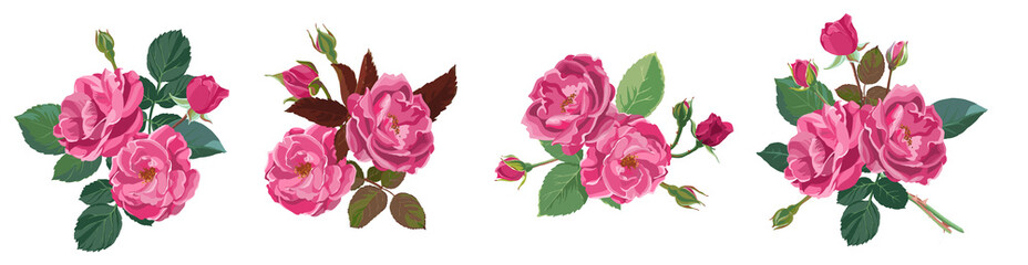 Roses or peonies in bloom, flourishing flowers
