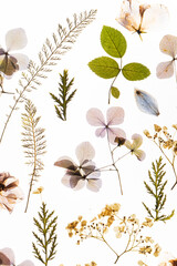 dry flowers on the white background