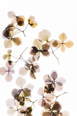 dry flowers on the white background