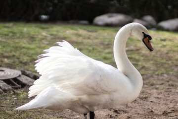 A white swan stands on a grass, a blurred background, in Jerusalem Israel