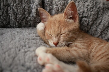 Cute small ginger kitten lying comfortably in a plush soft cushion round circle pet bed.