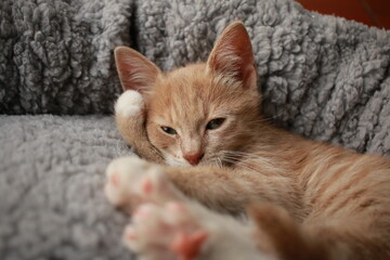 Cute small ginger kitten lying comfortably in a plush soft cushion round circle pet bed.