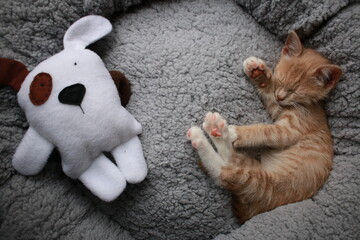 Cute small ginger tabby kitten lying next in a soft plush grey round circle pet bed next to a toy dog