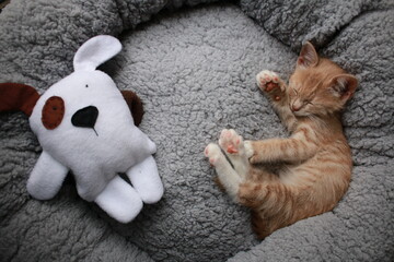 Cute small ginger tabby kitten lying next in a soft plush grey round circle pet bed next to a toy dog