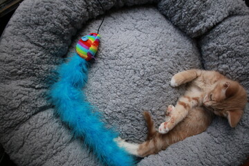 Cute small ginger tabby kitten lying in a soft plush grey circle pet bed playing with a colorful fluffy mouse toy.