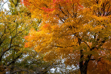 秋の木々

