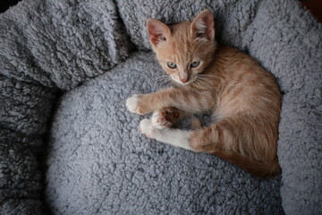 Fototapeta na wymiar Cute small ginger kitten lying comfortably in a plush soft cushion round circle pet bed.
