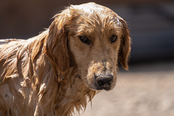 Mirada de un perro mojado