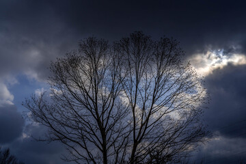Fototapeta na wymiar 曇り色の樹