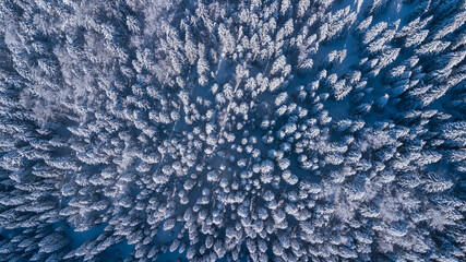Top down aerial drone view of the snow covered wood after a snowfall. Drone view of the forest in winter. Trees in the snow. Frosty forest. Nature landscape. Italian Alps
