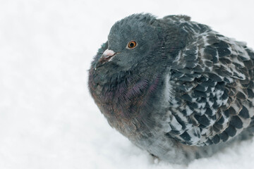 pigeon on the snow