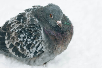 pigeon on the snow