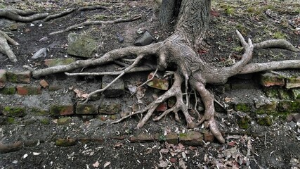 the roots of a tree grown on the foundations of a demolished building