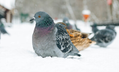 pigeon on the snow