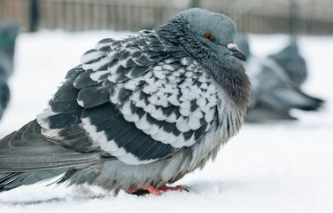pigeon on the snow