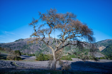 Obraz premium tree in the mountains