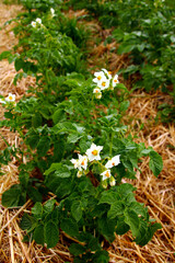 kartoffelfeld bio