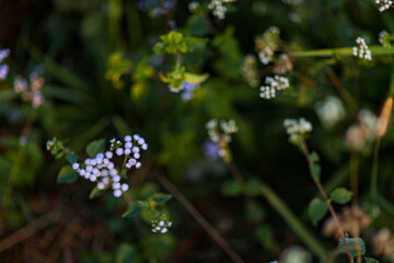 Flowers in the garden 