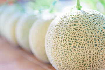 Fresh green melon on wood plate