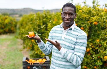 Smiling African-American farmer showing freshly harvested ripe mandarin oranges on citrus plantation © JackF